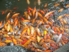 Very old koi fish at Yu Gardens